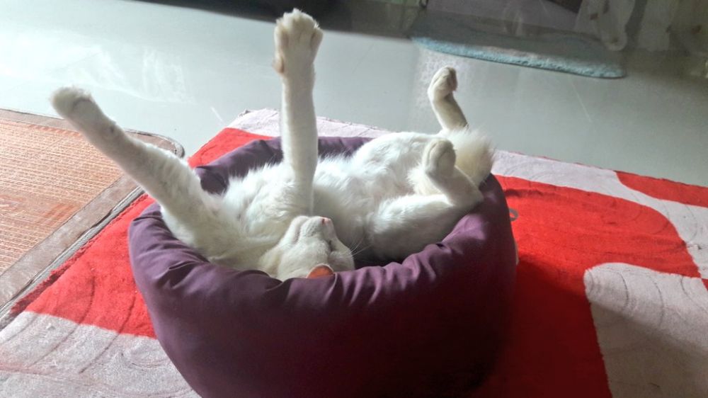 15 Potret pose tidur kucing ini bikin badan ikut encok