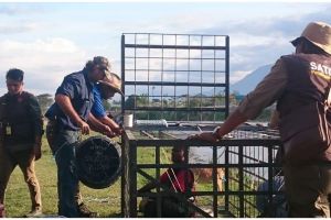 Detik-detik Matt Wright kejar-kejaran dengan buaya berkalung ban