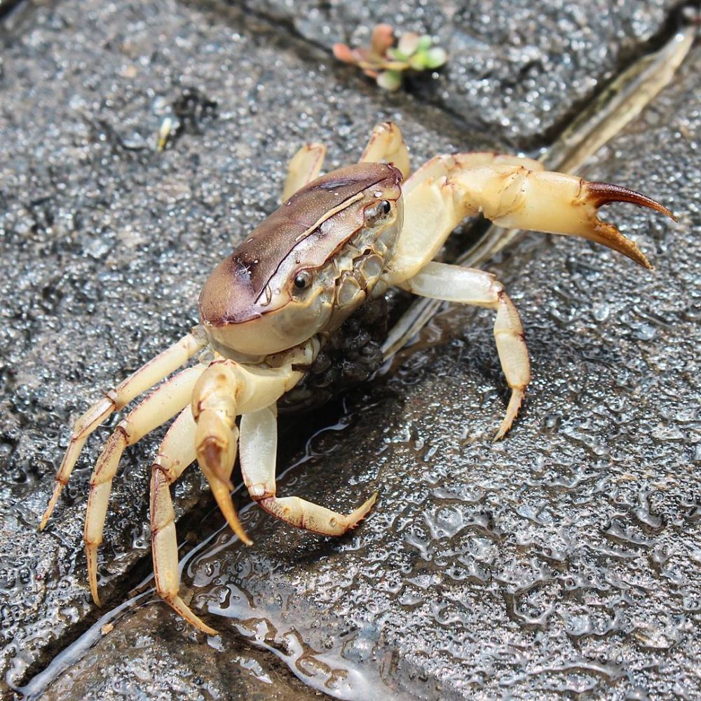Identik dengan makanan orang susah, 9 santapan ini naik kelas