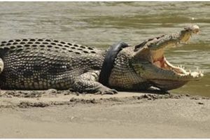 Pakar buaya Australia pulang, begini nasib buaya berkalung ban