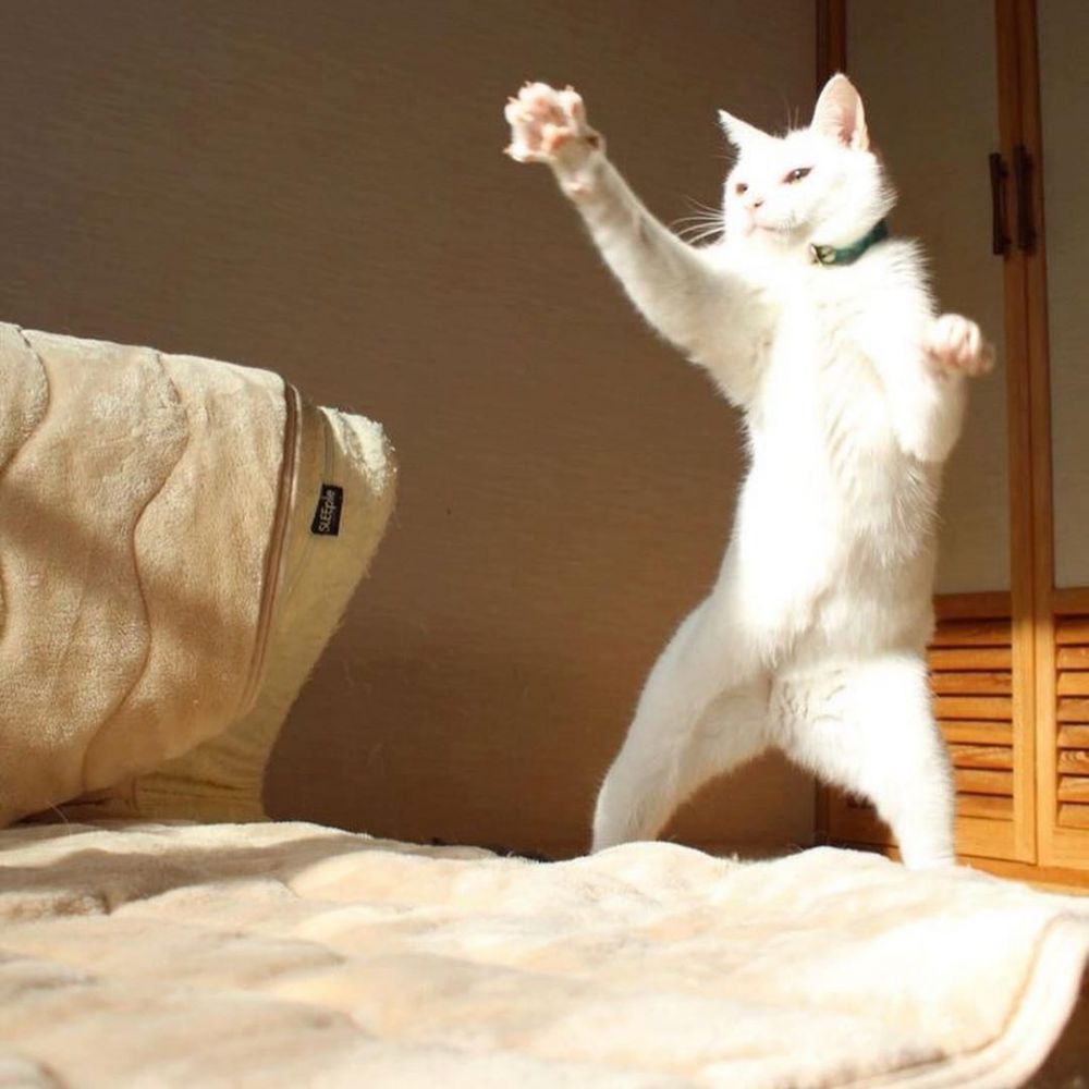 Белый котик танцует