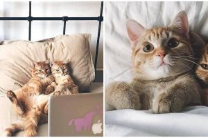 7 Potret tingkah aneh kucing, bikin geleng-geleng kepala