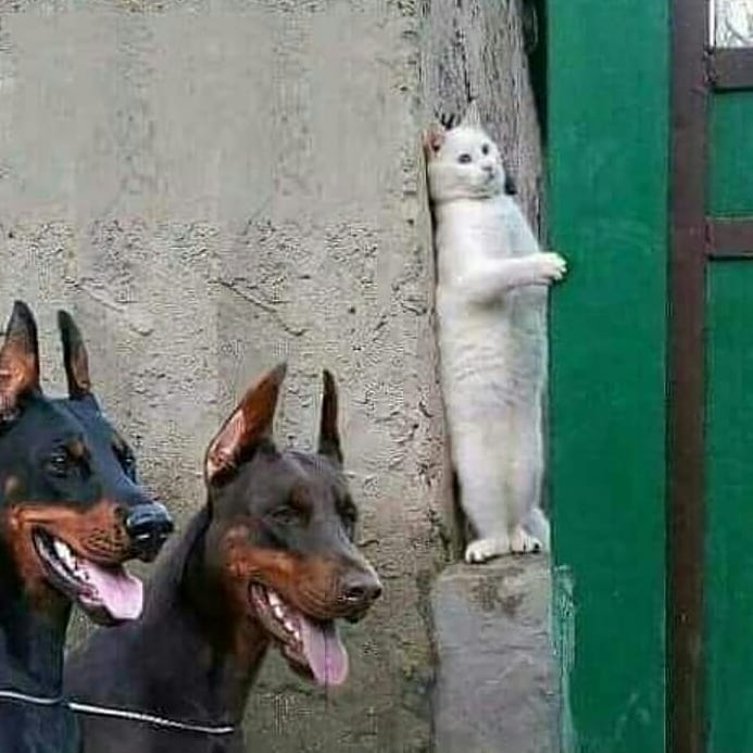 10 Potret lucu momen pas kucing dengan benda sekitar bikin cekikikan