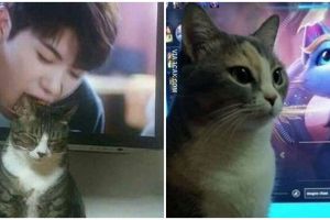 10 Potret lucu momen pas kucing dengan benda sekitar bikin cekikikan