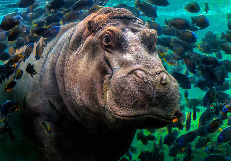 10 Potret hasil kontes fotografi laut ini bikin melongo