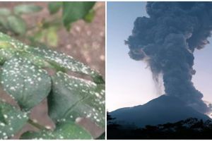 Gunung Merapi erupsi, hujan abu sampai ke Solo dan sekitarnya