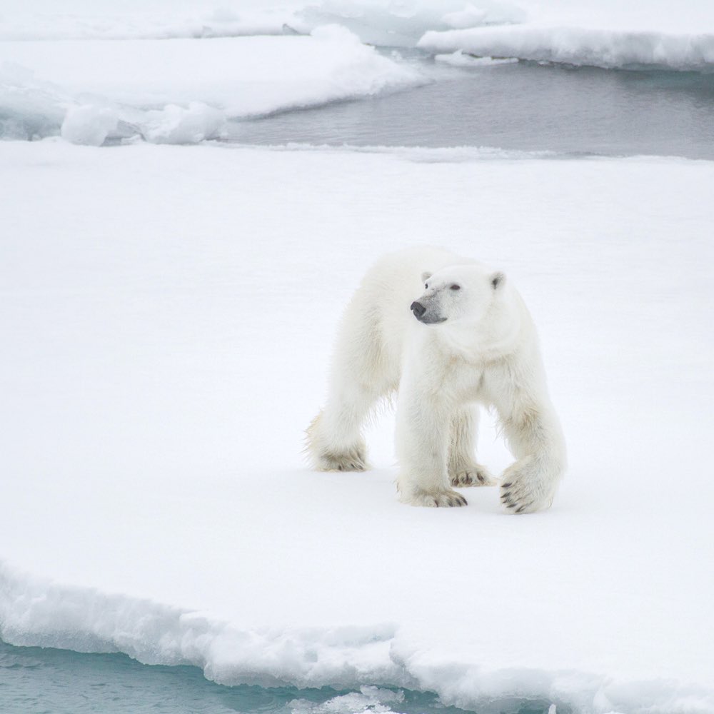 7 Tempat melihat beruang kutub selain di kutub utara