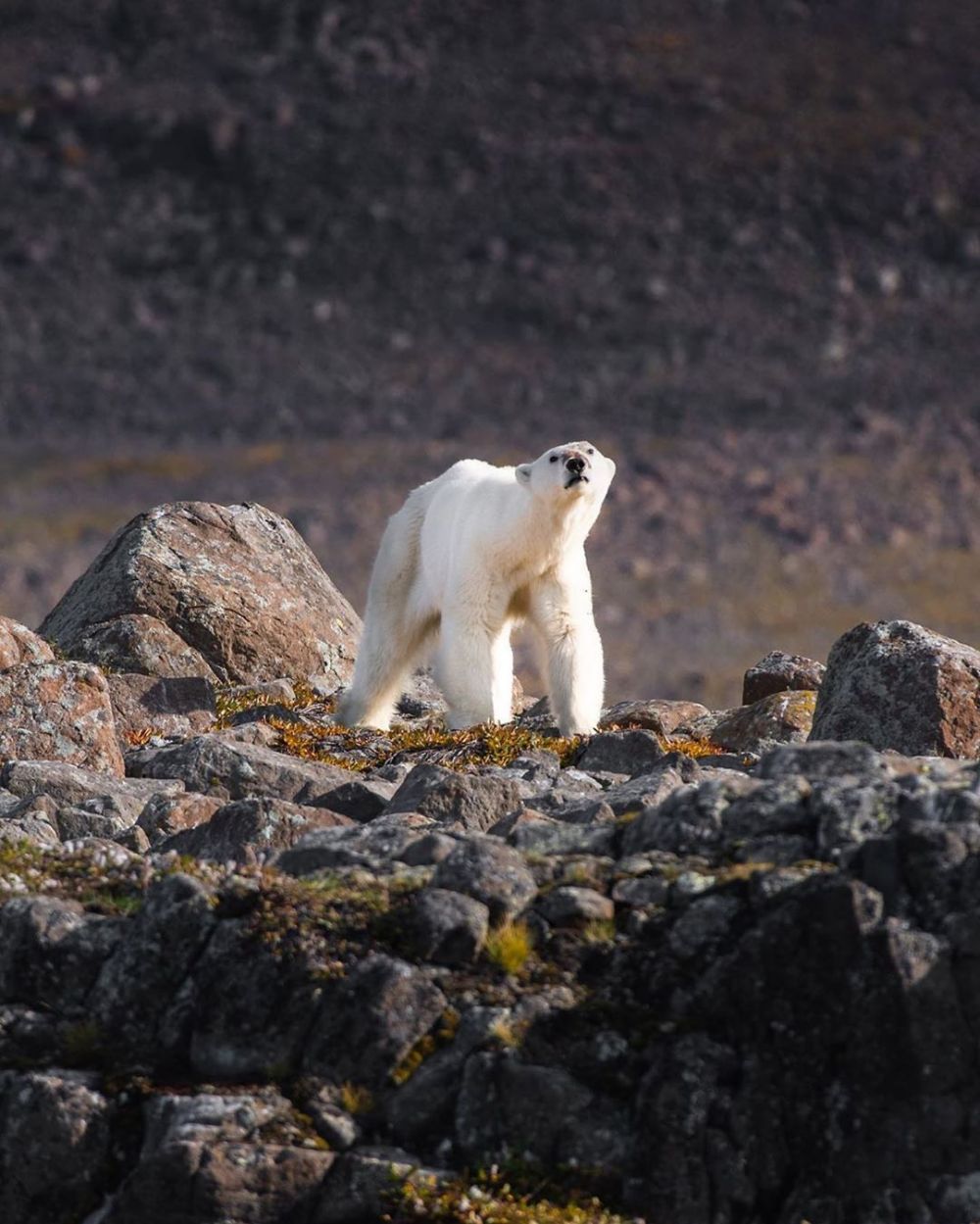 7 Tempat melihat beruang kutub selain di kutub utara