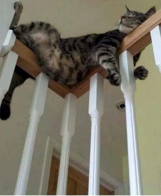 10 Tempat kucing tidur ini nggak biasa, bikin was-was