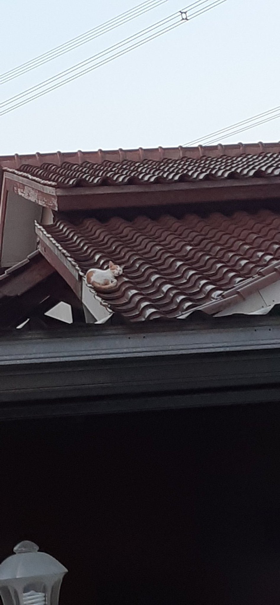 10 Tempat kucing tidur ini nggak biasa, bikin was-was
