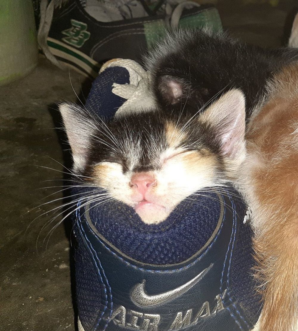 10 Tempat kucing tidur ini nggak biasa, bikin was-was