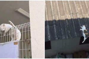 10 Tempat kucing tidur ini nggak biasa, bikin was-was