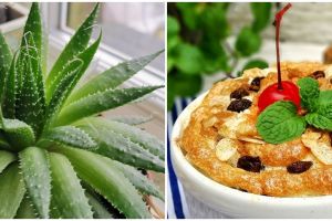 Selain jadi minuman segar, yuk cobain 5 resep olahan lidah buaya ini