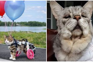 Menggemaskan, 5 kucing dengan fisik tak sempurna sukses jadi selebgram