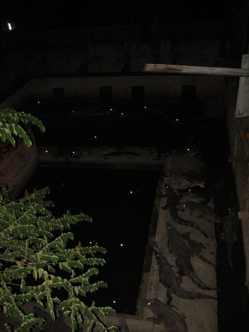 8 Potret serem gerombolan hewan di kegelapan, bikin merinding