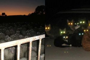 8 Potret serem gerombolan hewan di kegelapan, bikin merinding