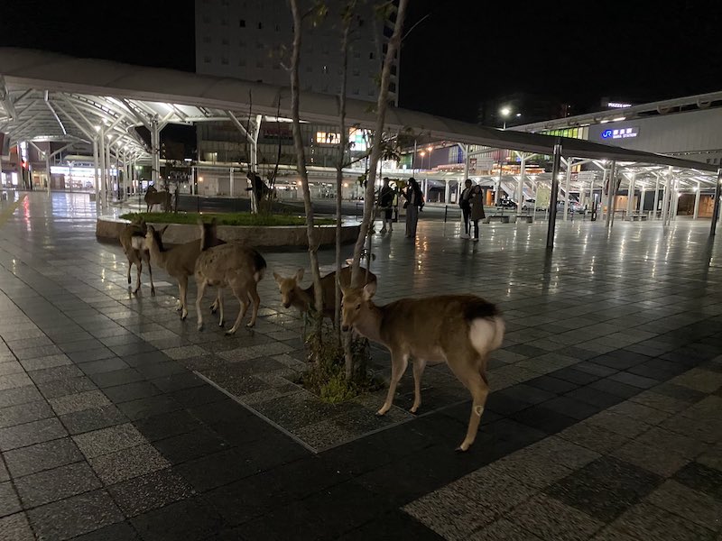 Dampak virus Corona, rusa berkeliaran ke jalan karena lapar