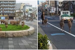 Dampak virus Corona, rusa berkeliaran ke jalan karena lapar