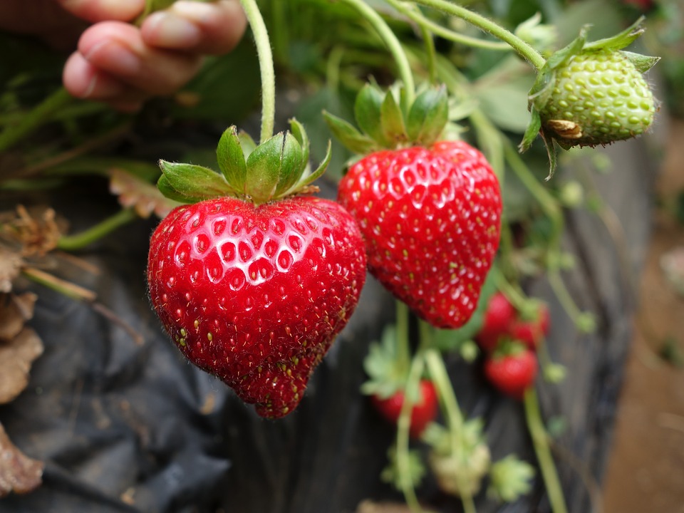 15 Sayur & buah yang bisa tingkatkan kekebalan tubuh, wajib dikonsumsi