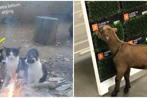 10 Potret lucu hewan 'bisa tertipu' ini bikin cekikikan