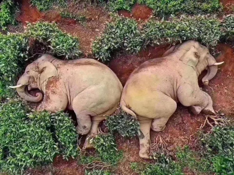 Viral potret kawanan gajah terkapar di kebun teh, ini penyebabnya