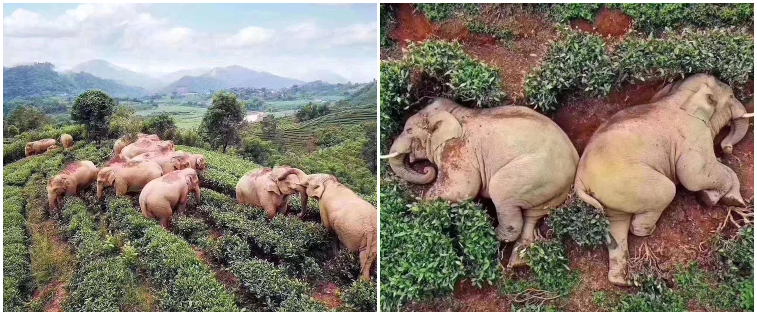 Viral potret kawanan gajah terkapar di kebun teh, ini penyebabnya