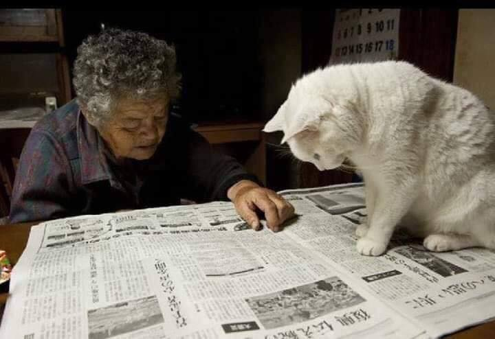 Mengenang 15 potret haru kebersamaan nenek dengan seekor kucing