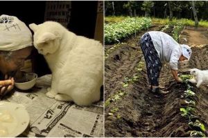 Mengenang 15 potret haru kebersamaan nenek dengan seekor kucing