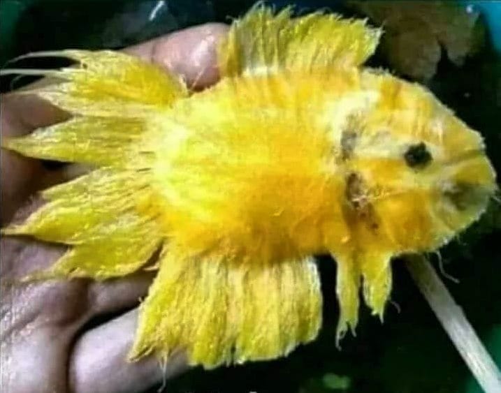 10 Potret lucu orang kurang kerjaan waktu makan, kocak pol