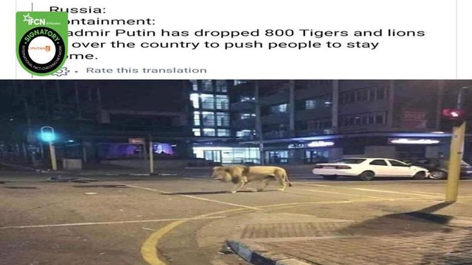 Viral Putin lepas 800 singa antisipasi Corona, ini faktanya