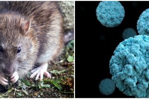 Seorang pria di China meninggal di bus karena Hantavirus