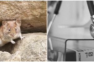 5 Fakta Hantavirus, bukan virus baru yang perlu dikhawatirkan