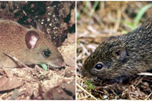 Bukan lewat manusia, ini 4 jenis tikus penyebar Hantavirus