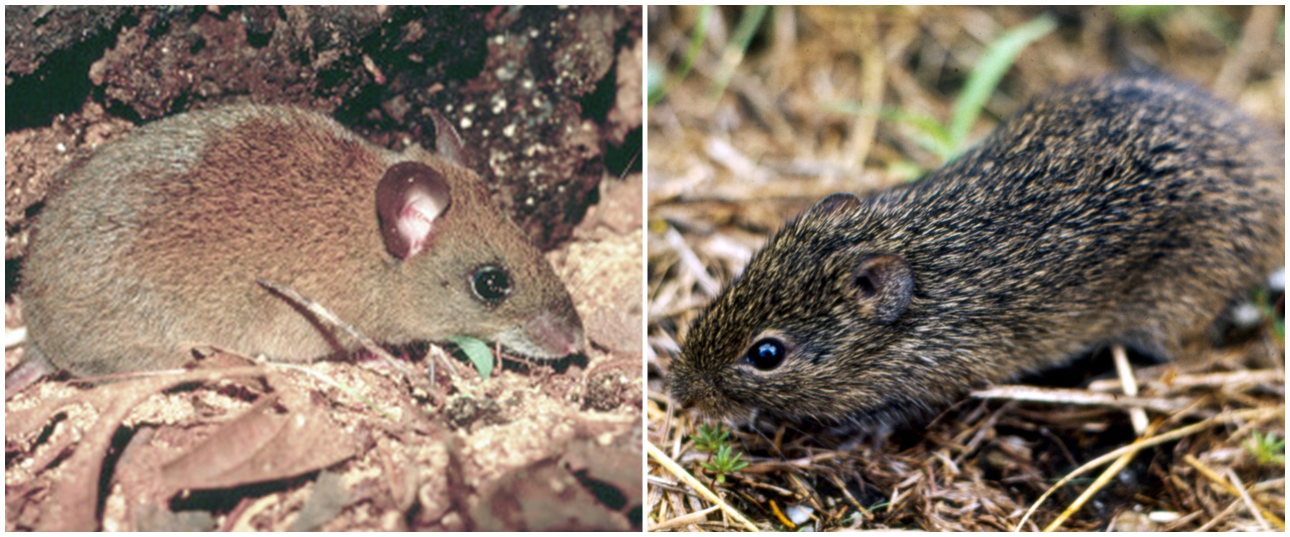 Bukan lewat manusia, ini 4 jenis tikus penyebar Hantavirus