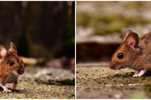 Ciri-ciri orang terinfeksi Hantavirus, penyebab dan gejalanya