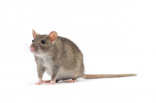 Hantavirus disebabkan oleh tikus, ini 5 cara pencegahannya