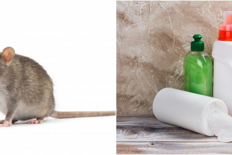 Kenali 5 Penyakit Berbahaya Yang Berasal Dari Tikus Health Liputan6 Com