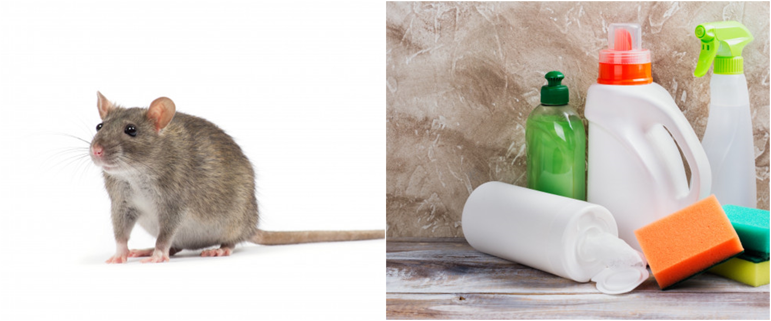 Hantavirus disebabkan oleh tikus, ini 5 cara pencegahannya