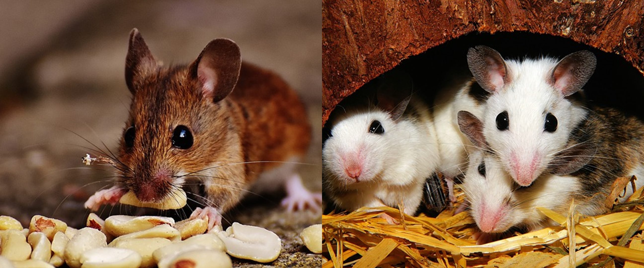 10 Barang ini ternyata bisa bikin tikus suka datang ke rumah