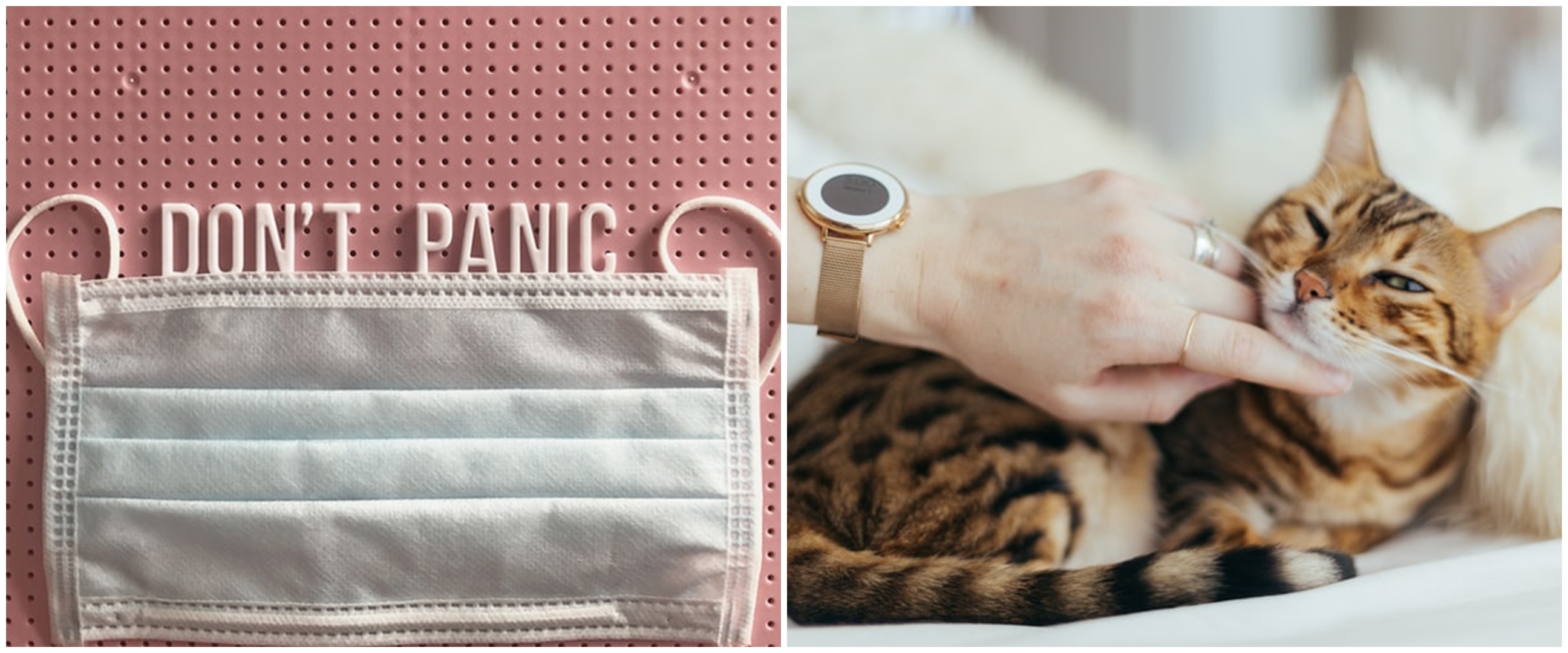 Kamu pelihara hewan? Pelajari 5 fakta ini selama wabah Corona