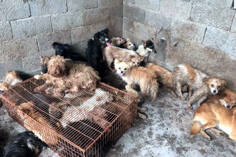 Shenzhen, kota pertama di China yang melarang konsumsi kucing & anjing