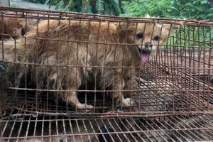 Shenzhen, kota pertama di China yang melarang konsumsi kucing & anjing