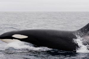 Video penampakan langka Paus Orca di Perairan Anambas