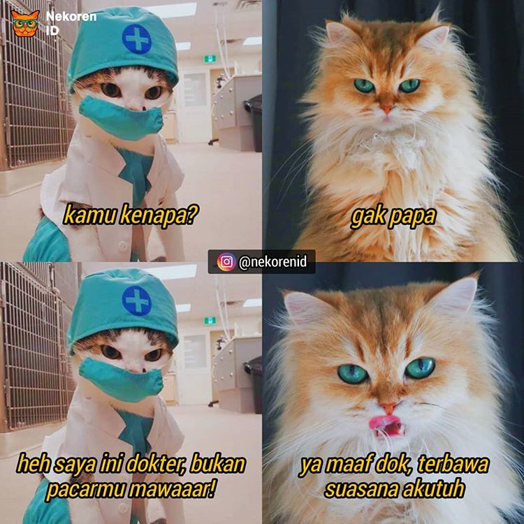  10 Meme obrolan kucing ini bikin susah nahan tawa