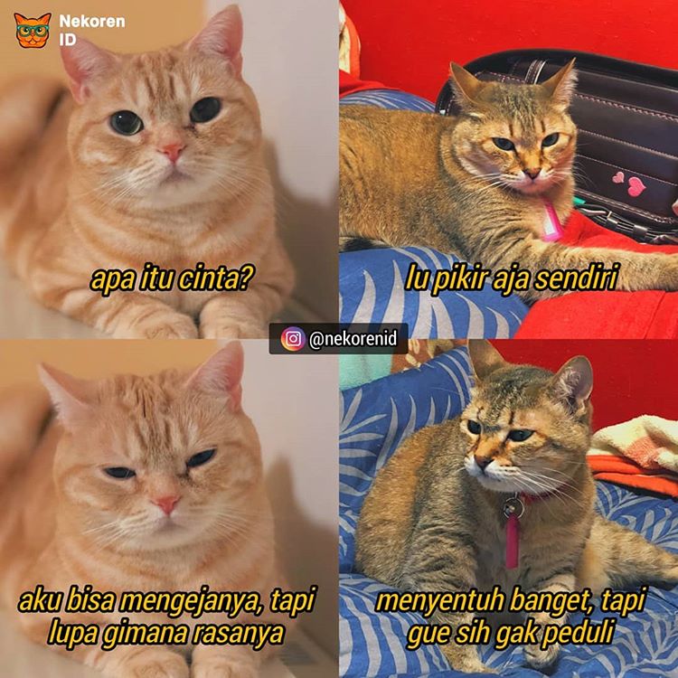  10 Meme obrolan kucing ini bikin susah nahan tawa