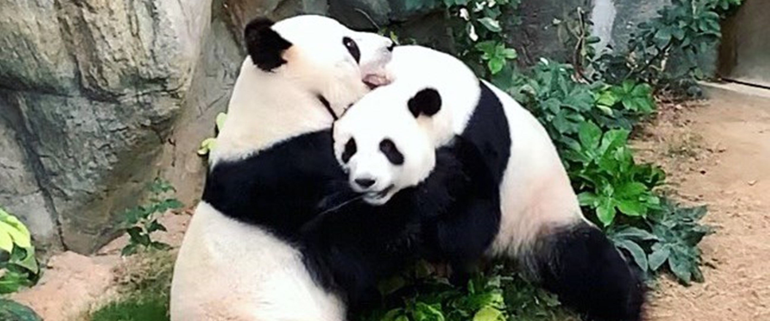 Dikenal berlibido rendah, 2 panda jalin asmara saat bonbin di-lockdown