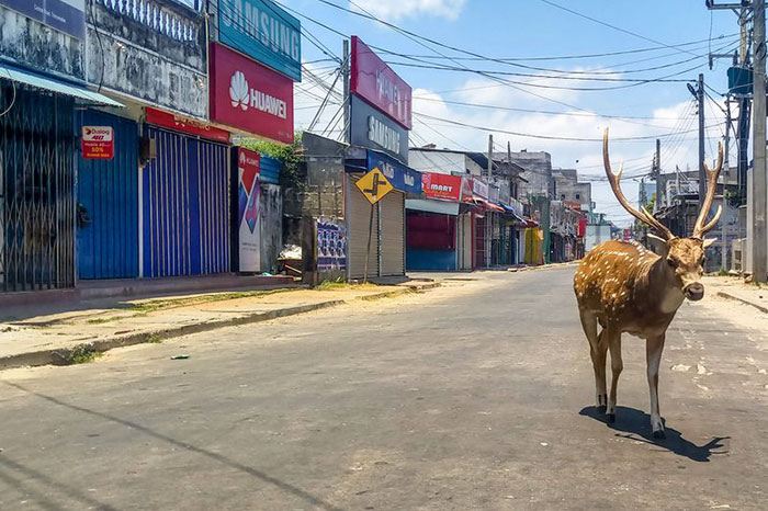6 Potret hewan liar menyerbu kota saat warga isolasi karena corona
