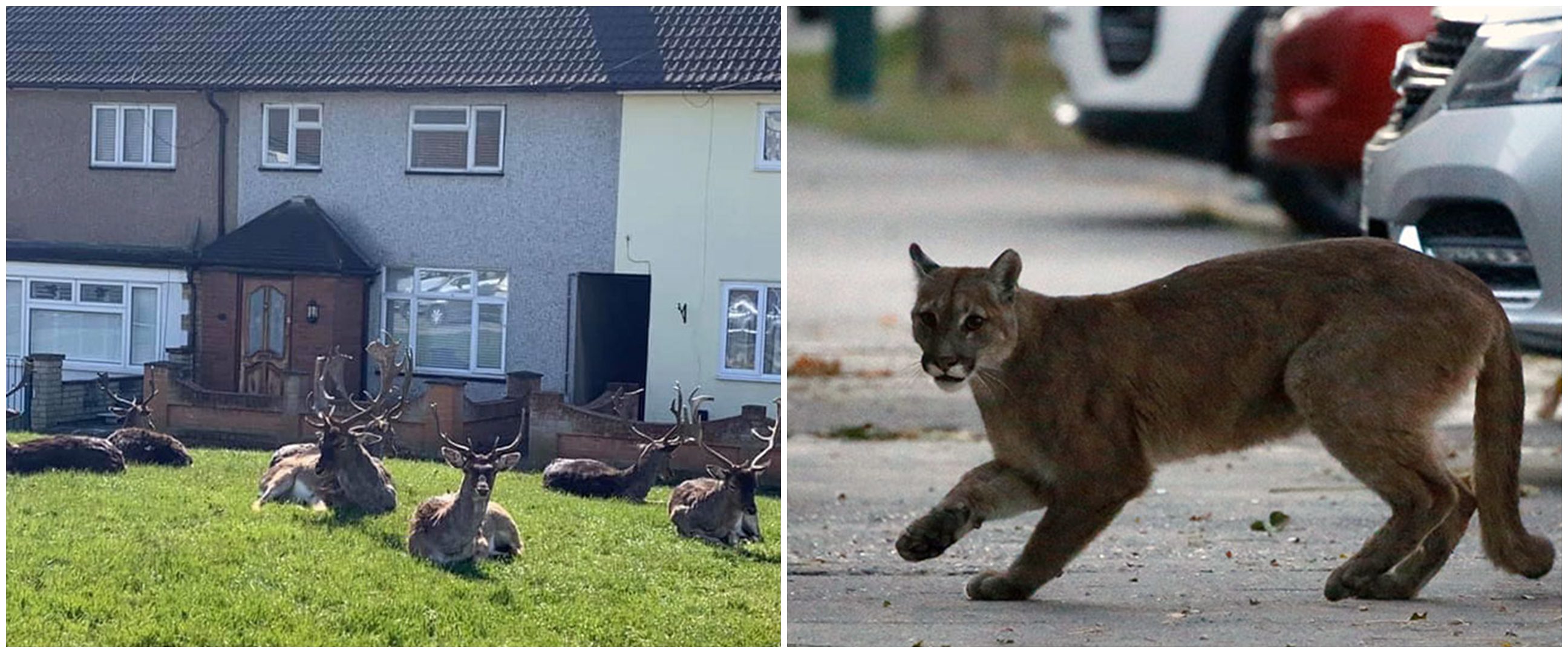 6 Potret hewan liar menyerbu kota saat warga isolasi karena corona