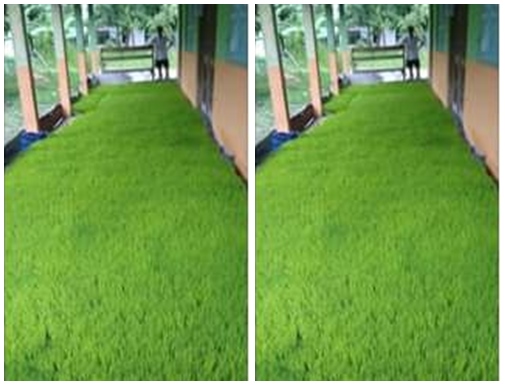 Efek WFH, petani ini bagikan cara pembibitan padi di rumah