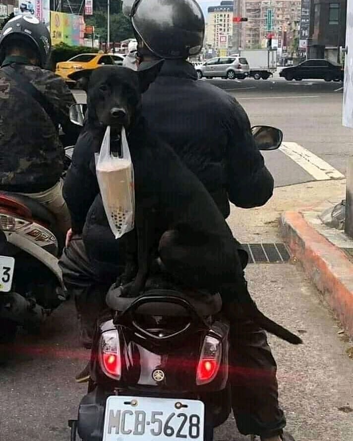 10 Potret lucu kejadian langka di jalan raya ini bikin geleng kepala